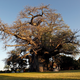 A baobab tree reputed to be 6,000 years old is seen at Sunland Nurseries near Modjadjiskloof, Limpopo, South Africa.